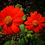Thumbnail: Tithonia Rotundifolia - Mixed Colors seed