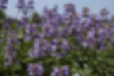 Penstemon Calycosus - Calico Beardtongue seed white purple flowers