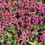 Thumbnail: Prunella Grandiflora – Rubra red pink flowers