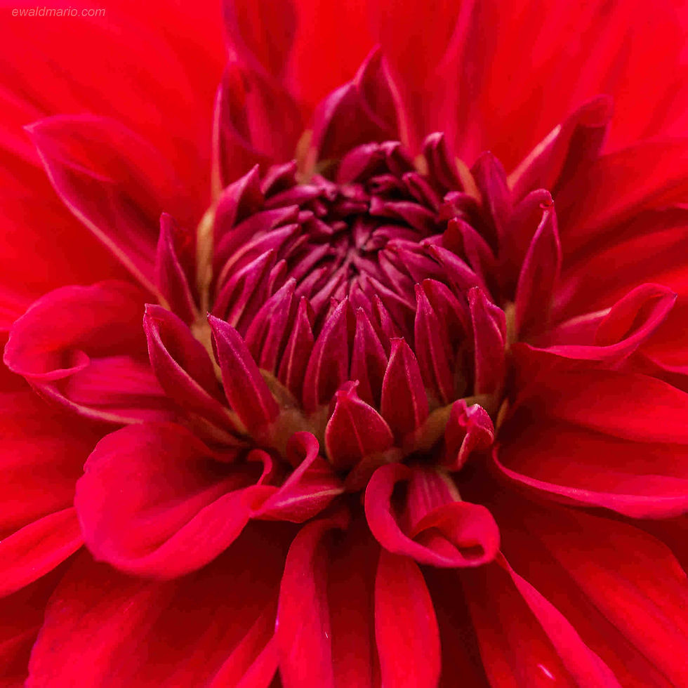 Aster - Callistephus Milady - Milady Scarlet seed red aster flowers