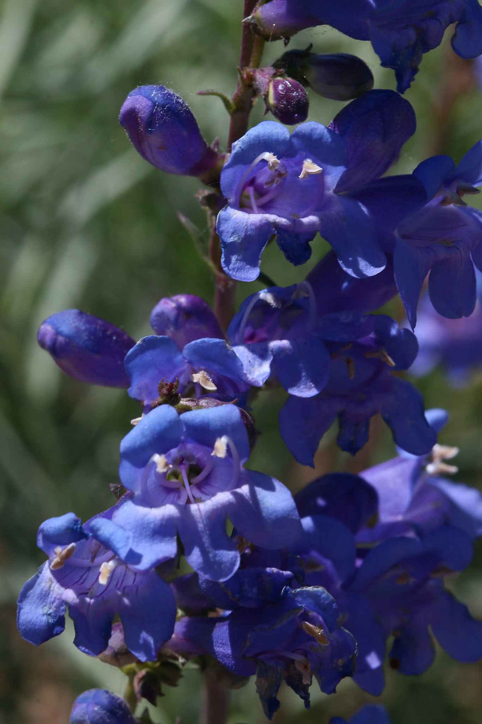Thumbnail: Penstemon Watsonii  seed blue purple flowers with pink yellow centers