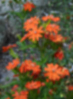 Lychnis Fulgens seed orange flowers