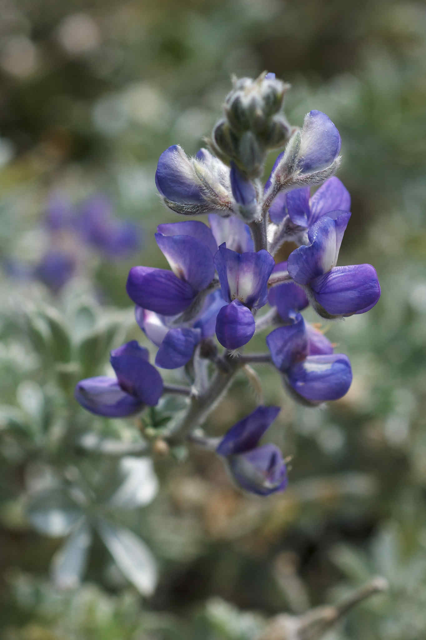 Lupinus Chamissonis - Silver Fleece seed purple flowers