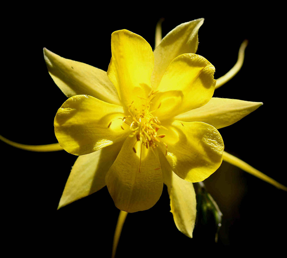 Thumbnail: Aquilegia Caerulea - Yellow Star seed yellow aquilegia flowers