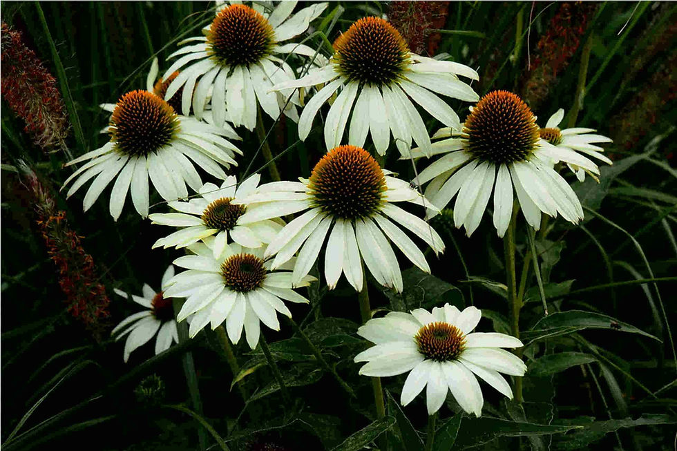 Thumbnail: Echinacea Purpurea – Alba seed white flowers