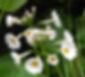 Thumbnail: Primula Japonica Mix flower seed