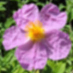 Cistus - Incanus Tauricus seed pink flowers with yellow orange centers