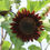 Thumbnail: Helianthus Annus - Rouge Royale seed brown burgundy flowers