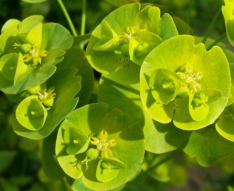 Thumbnail: Euphorbia Robbiae - Wood Spurge seed