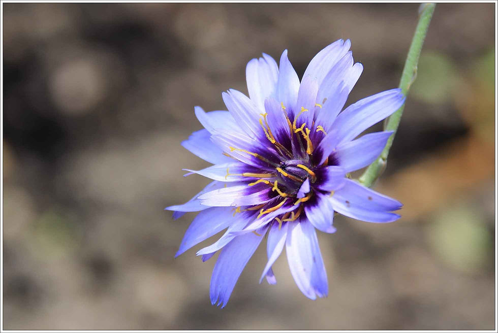 Thumbnail: Catananche caerulea - Cupid's Dart Blue seed purple flowers blue flowers