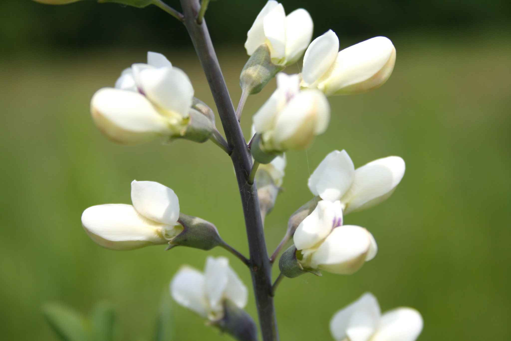 Baptisia Alba – White Wild Indigo white flowers