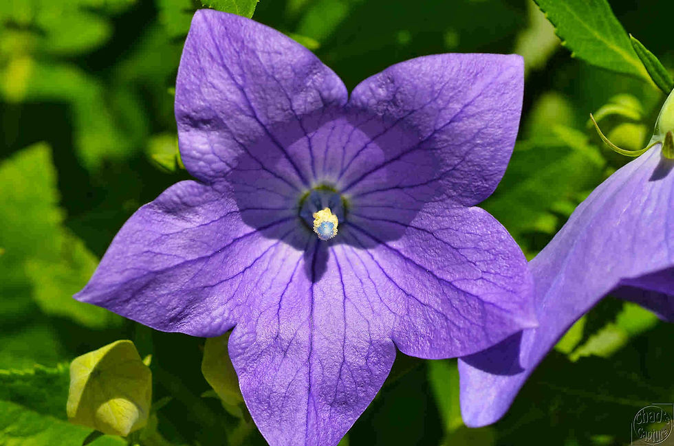 Thumbnail: Platycodon grandiflorus - Mixed Color Hybrids