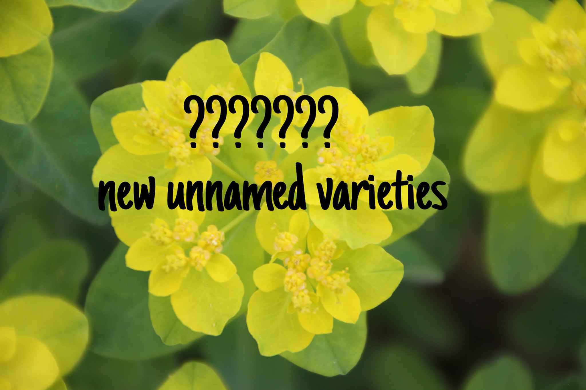 Euphorbia Combination Mixture  Euphorbia flowers