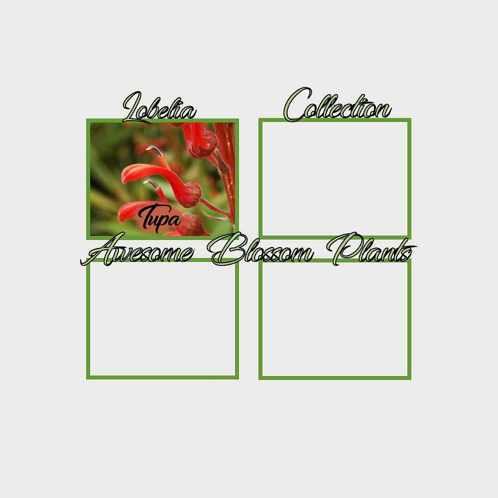 Thumbnail: Pick a 4 Pack of Lobelia seed
