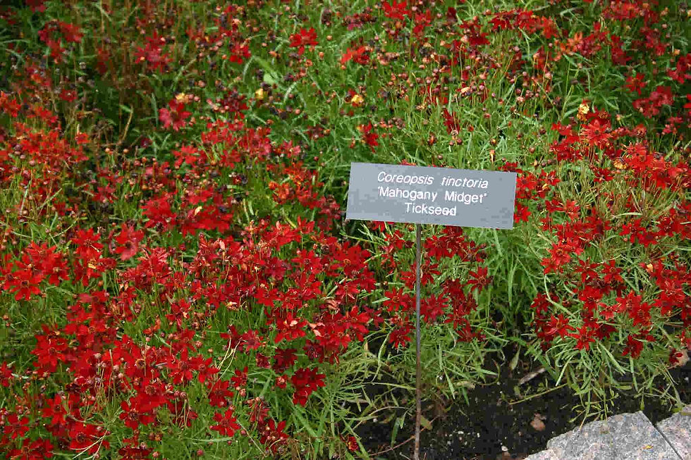 Thumbnail: Coreopsis Tinctoria - Mahogany Midget seed red flowers burgundy flowers