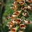 Thumbnail: Digitalis Ferruginea Gigantea - Rusty Foxglove seed red orange brown colored flowers