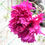 Thumbnail: Dianthus Caryophyllus - Vienna Mixture  seed pink flowers