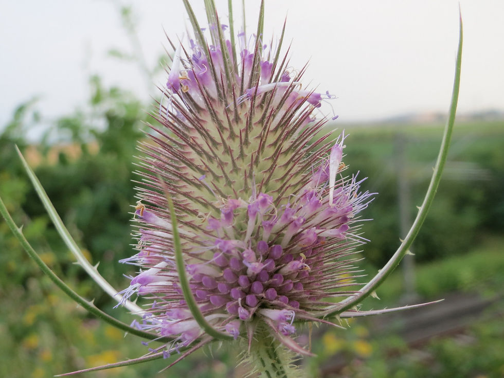 Thumbnail: Dipsacus Fullonum - Wild Teasel  seed purple flowers with green centers unique flowers rare flowers