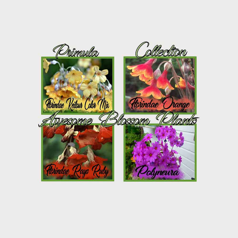 Thumbnail: Pick a 4 Pack of Premium Primula seed