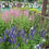 Thumbnail: Veronica Spicata - Sightseeing Color Mix