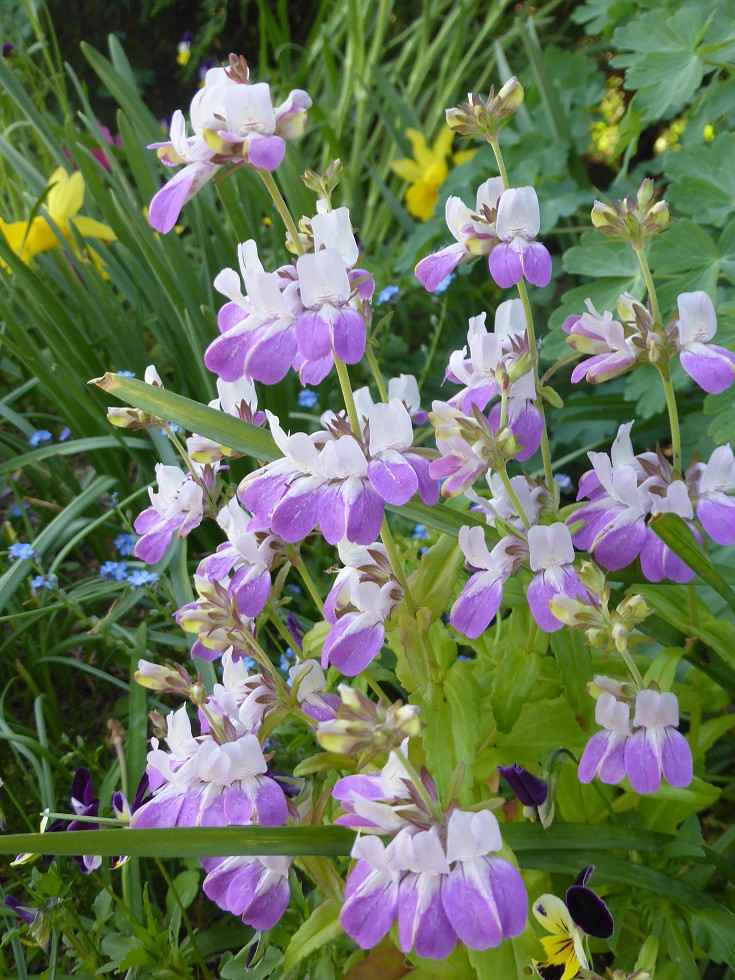 Collinsia Heterophylla - Chinese Houses seed purple flowers with white centers