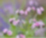 Cynoglossum Amabile - Mystic Pink seed pink flowers