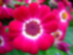 Thumbnail: Pericallis Cruenta -Cineraria Jester Mix seed red flowers with a white ring around the center