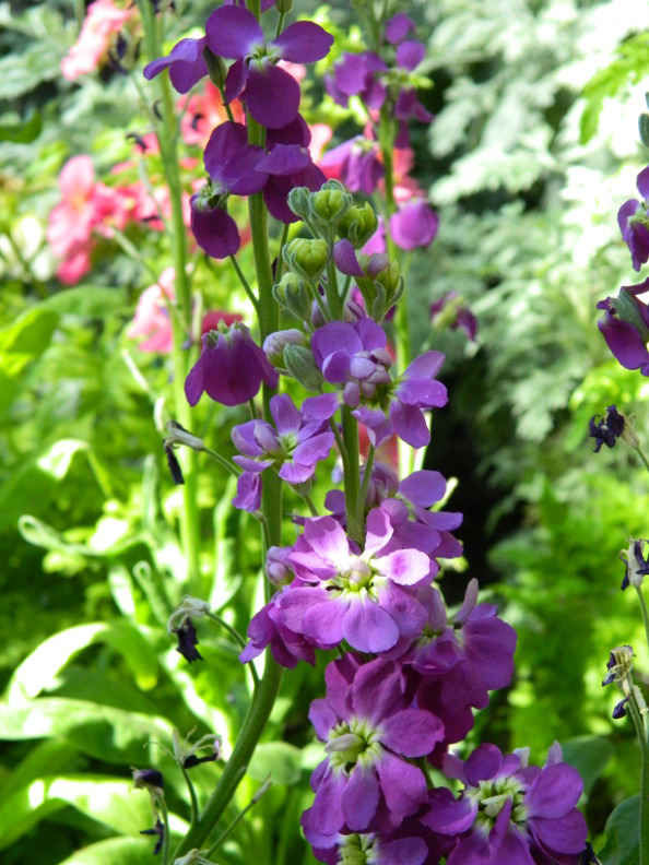 Verbascum Phoeniceum Violetta