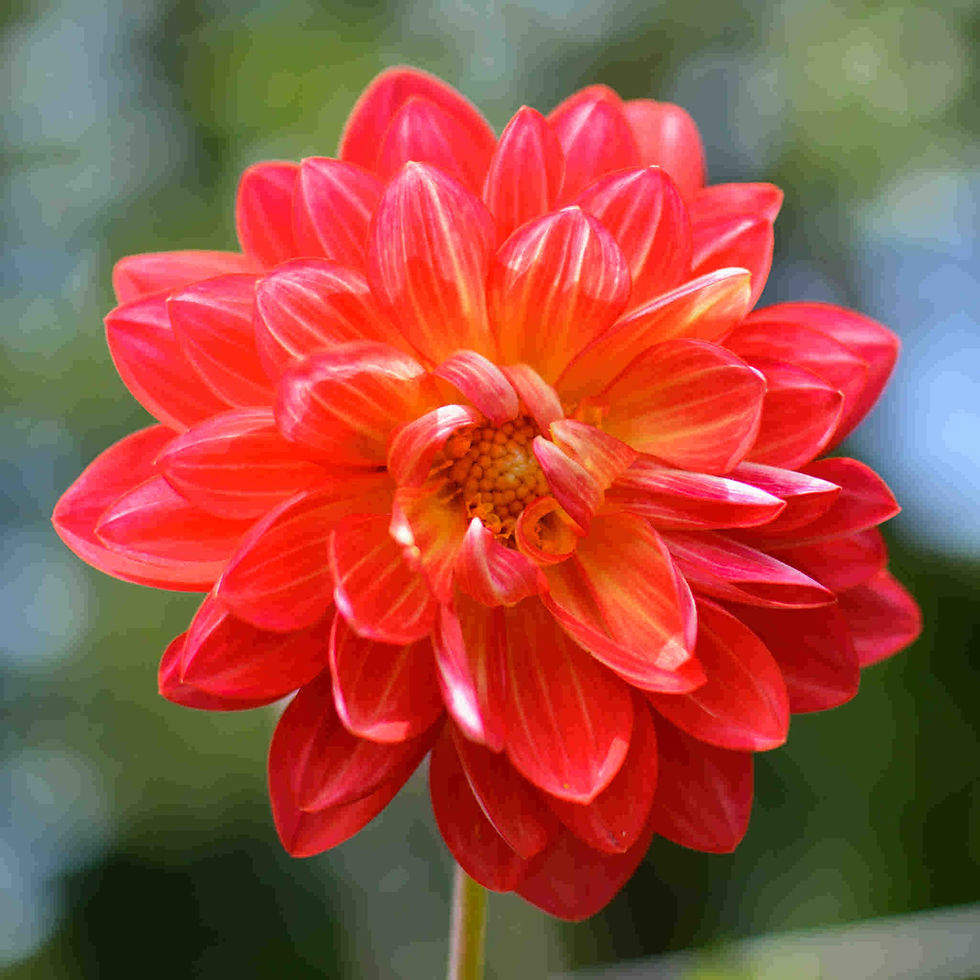 Thumbnail: Dahlia Variabilis - Dwarf Double Opera Mix  seed red orangw flowers