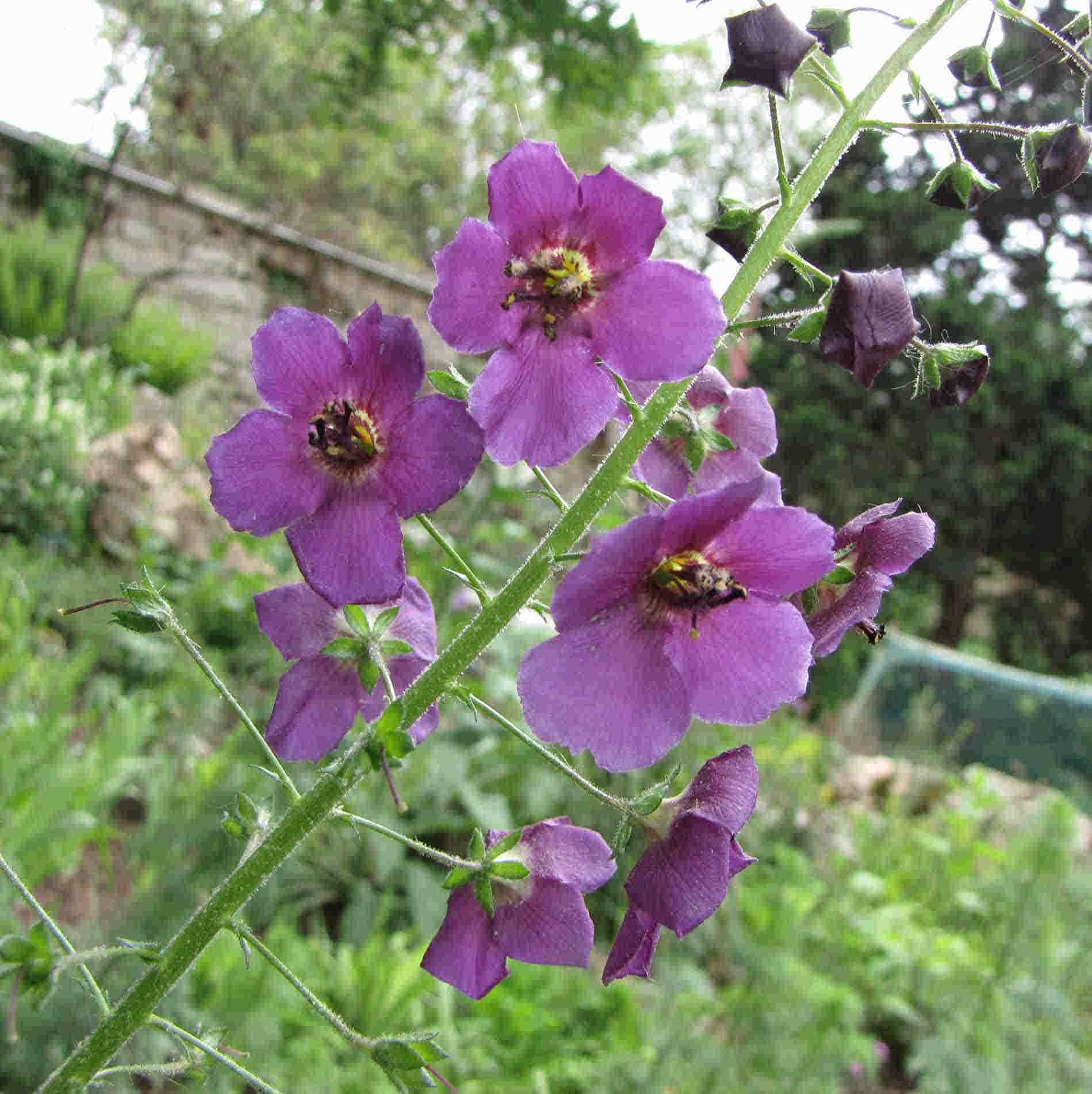 Verbascum Phoeniceum - Wild form