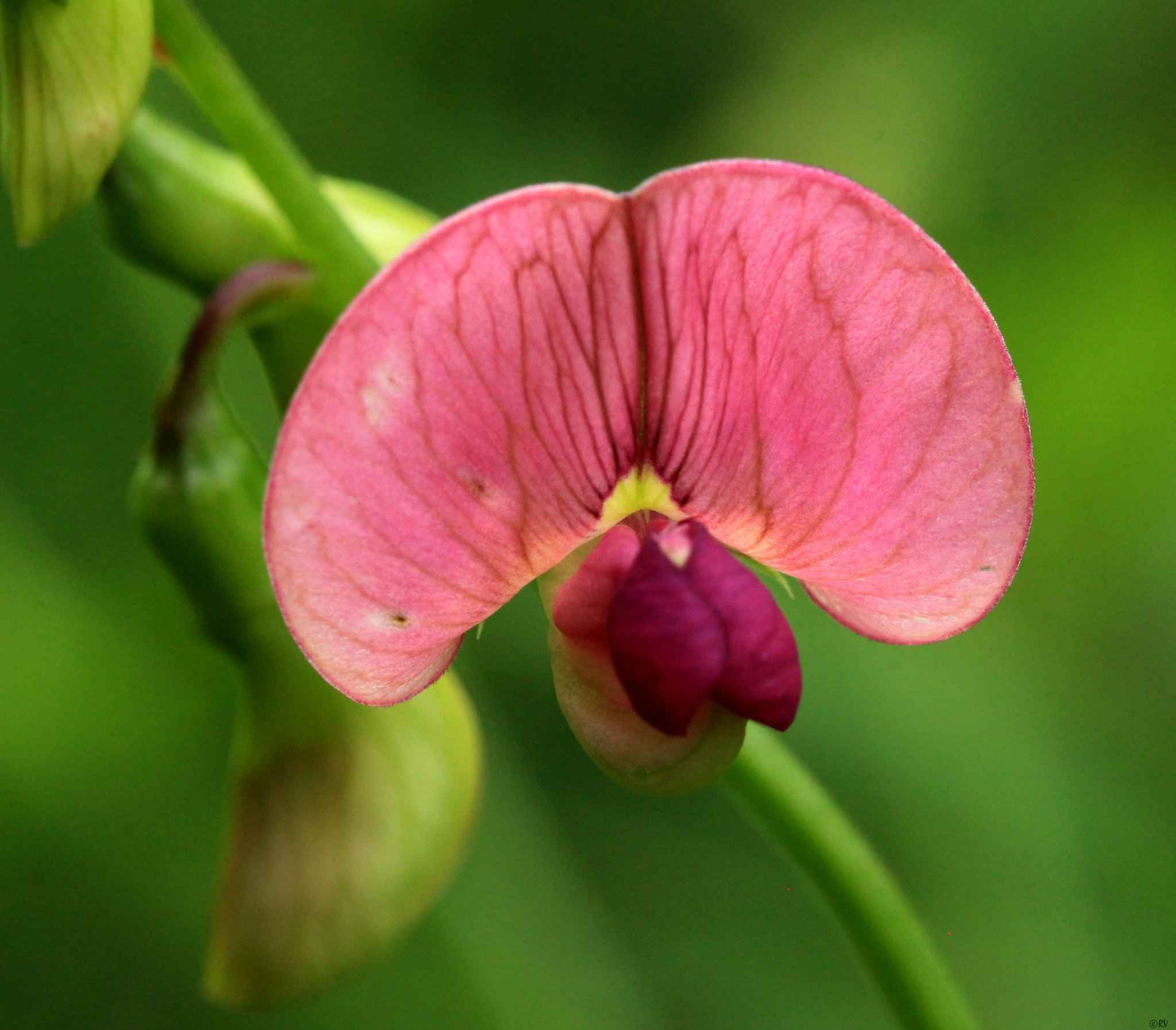 Lathyrus Sylvestris - Flat Pea seed pink orange peach colored flowers