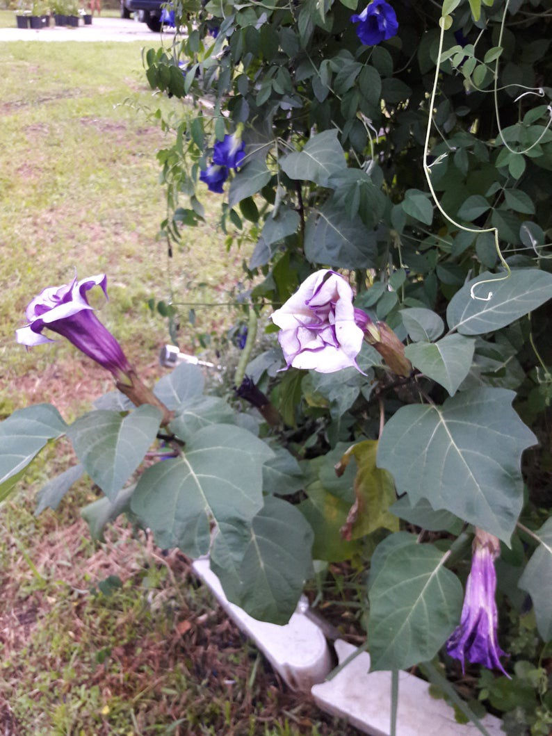 Thumbnail: Datura Metel (Double Purple) seed purple flowers