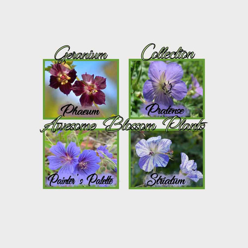 Pick a 4 Pack of Geranium Seed | Awesome Blossom Plants