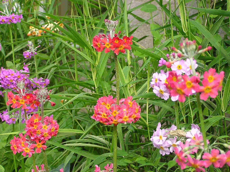 Thumbnail: Primula x Bulleesiana - Candelabra Mixture flower seed