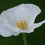 Thumbnail: Poppy Papaver Bridal Silk flower seeds poppy flowers white poppy flowers