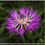 Thumbnail: Centaurea Cyanus - Bachelor Button - Tall Cornflower mix seed purple flowers pink flowers