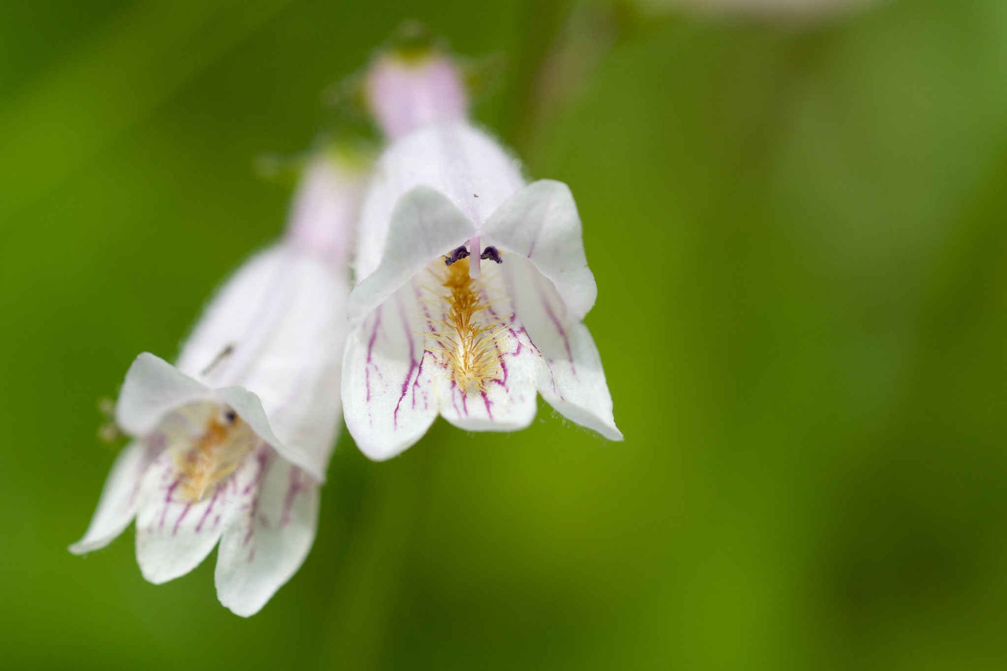Penstemon Barbatus - f. Nanus - Pinacolada Series - Pinacolada White Shades seed white flowers with dark pink veins