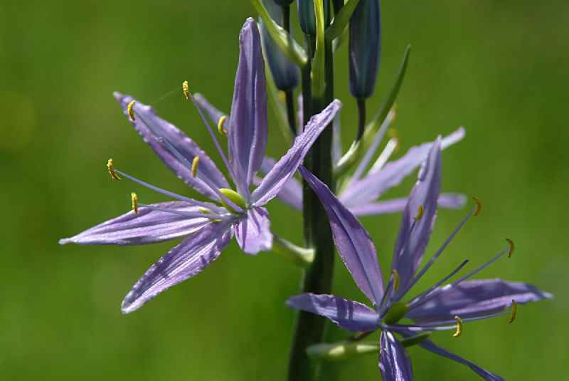 Thumbnail: Camassia leichtlinii - Blue Danube seed purple flowers blue flowers