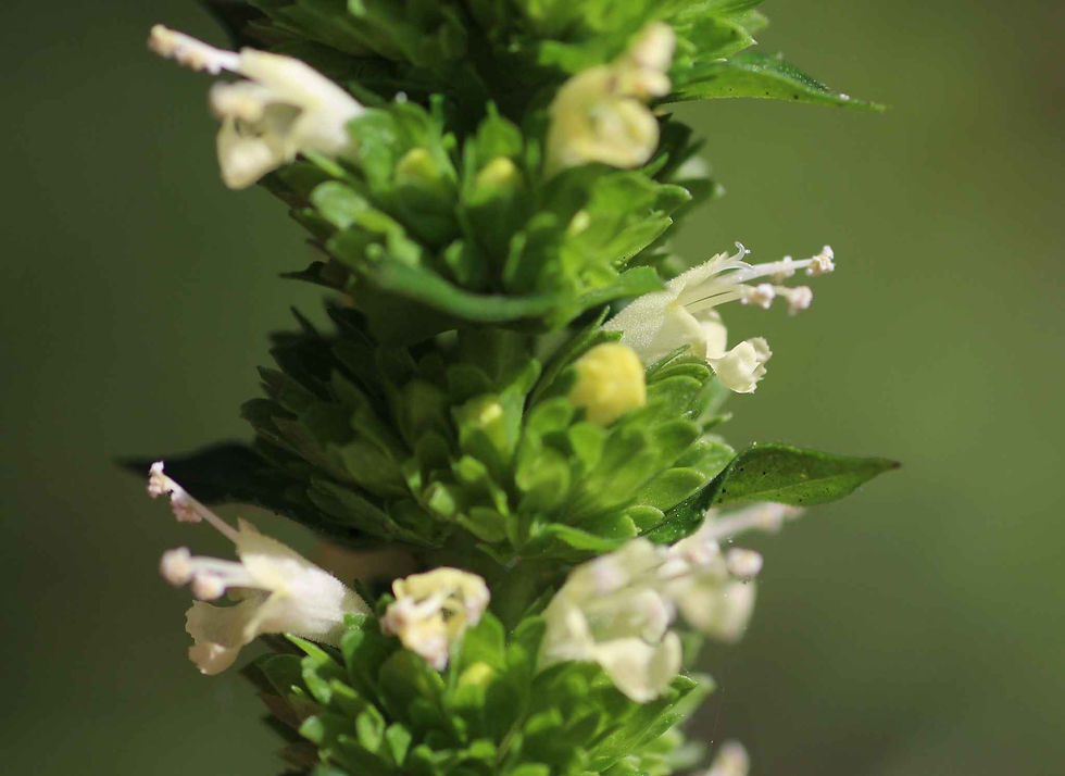 Agastache Nepetoides seed yellow flowers white flowers