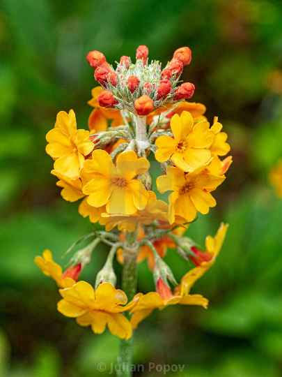 Thumbnail: Primula Overload mix flower seed