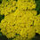 Thumbnail: Achillea Filipendulina - Gold Yarrow seed yellow achillea flowers