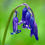 Thumbnail: Hyacinthoides - Bluebells seed purple blue flowers