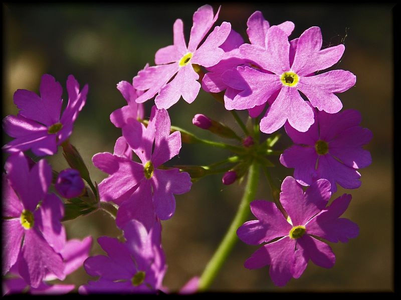 Thumbnail: Primula Cortusoides hort seed purple pink flowers