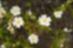 Cistus Monspeliensis seed white flowers with yellow centers