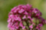 Centranthus Ruber – Rosenrot seed pink flowers purple flowers