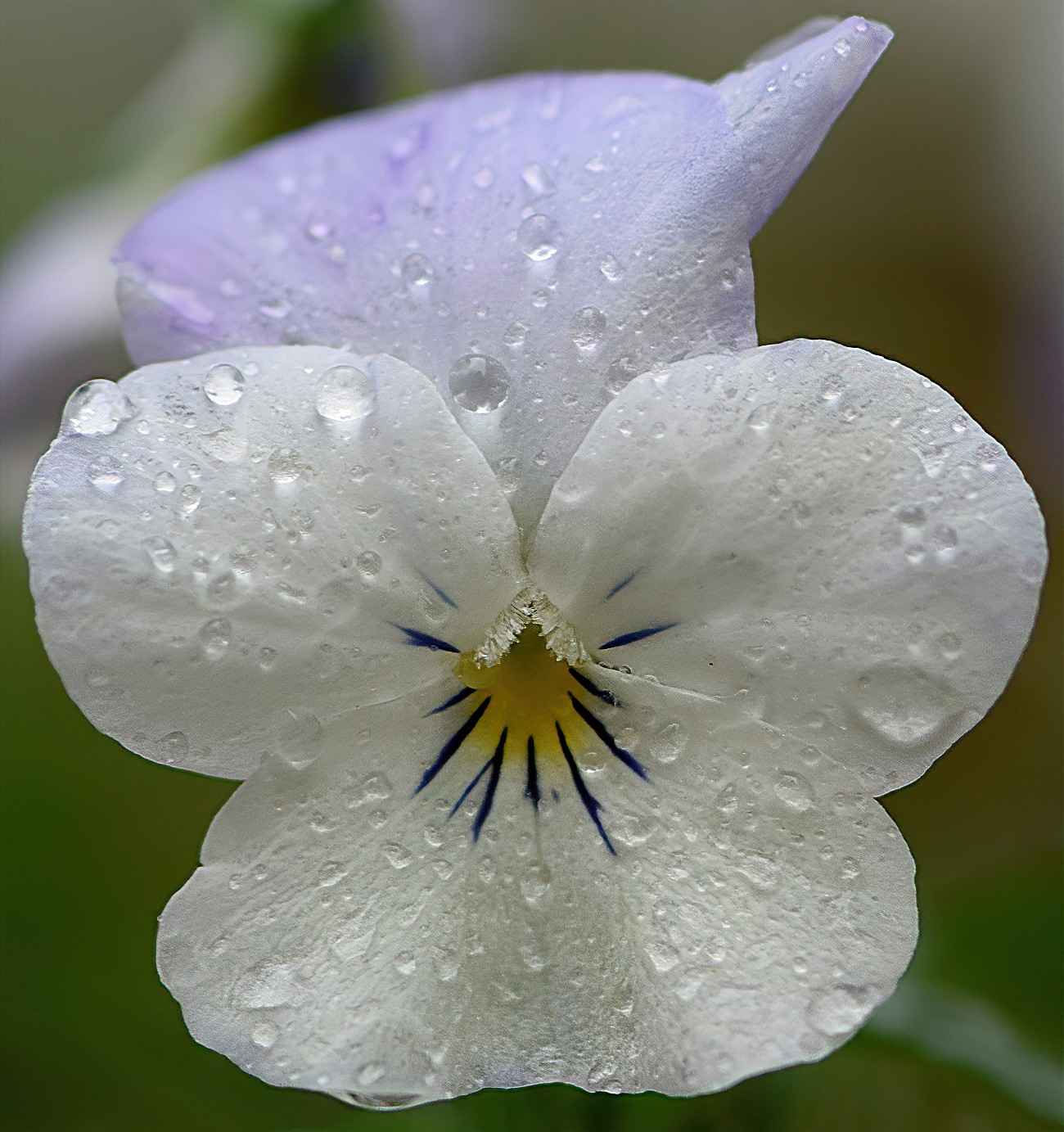 Viola Cornuta - White Perfection