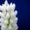Thumbnail: Lupinus polyphyllus - Noble Maiden seed white flowers