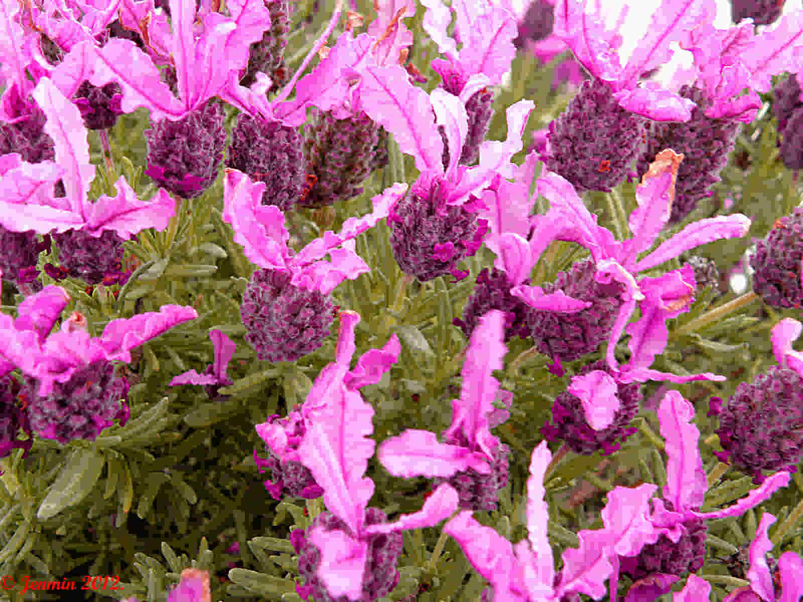 Lavandula Pedunculata seed pink flowers