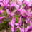 Thumbnail: Lavandula Pedunculata seed pink flowers