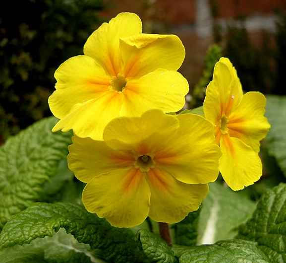 Thumbnail: Primula Elatior - Giganteum Mixture flower seed